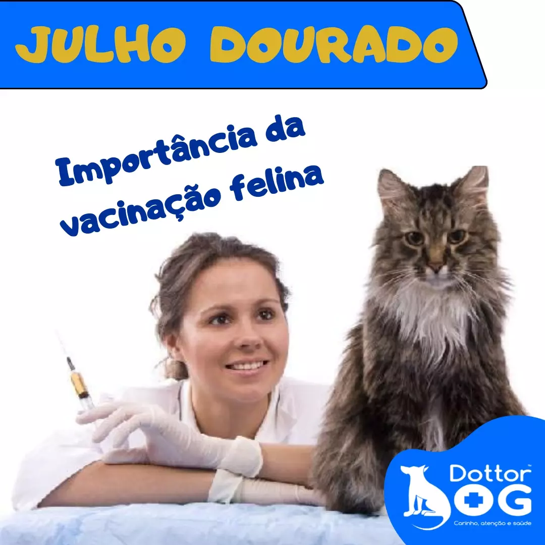 JULHO DOURADO: PRINCIPAIS DOENÇAS FELINAS E A IMPORTÂNCIA DA PREVENÇÃO COM A VACINAÇÃO